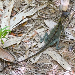 Acanthosaura cardamomensis