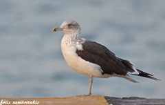 Larus fuscus intermedius