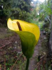 Zantedeschia elliottiana