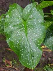 Zantedeschia elliottiana