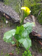 Zantedeschia elliottiana