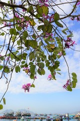 Bauhinia × blakeana