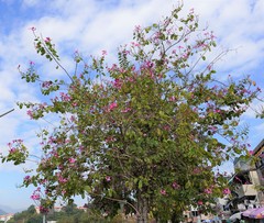 Bauhinia × blakeana