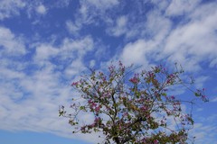 Bauhinia × blakeana