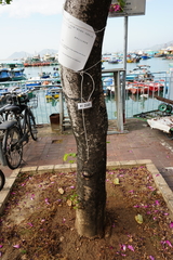 Bauhinia × blakeana
