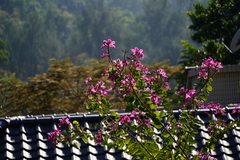 Bauhinia × blakeana
