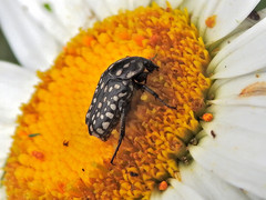 Oxythyrea testaceoguttata