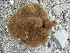 Callyspongia