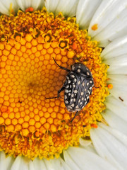 Oxythyrea testaceoguttata