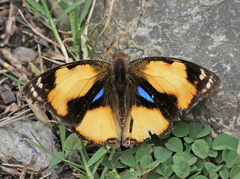 Junonia hierta hierta