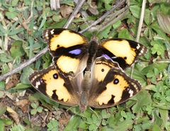 Junonia hierta hierta
