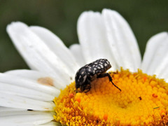 Oxythyrea testaceoguttata