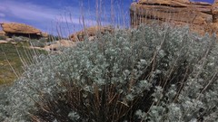 Artemisia rutifolia