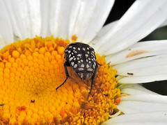 Oxythyrea testaceoguttata