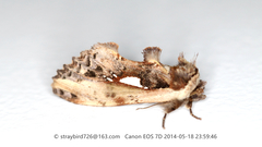 Pseudallata laticostalis