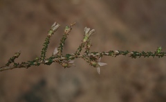Roella secunda