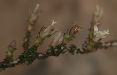 Roella secunda