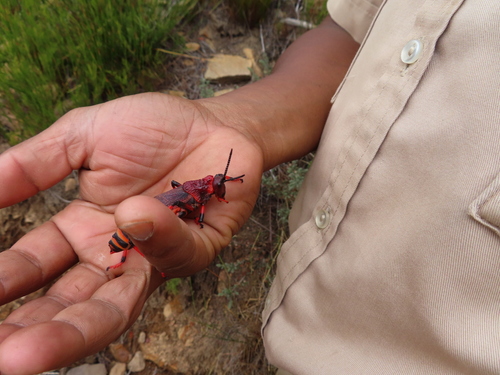 Photo of Koppie Foam Grasshopper (Dictyophorus spumans)