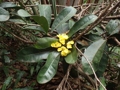 Acridocarpus natalitius natalitius