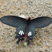 Papilio janaka - Photo (c) Shriram Bhakare,  זכויות יוצרים חלקיות (CC BY-NC), הועלה על ידי Shriram Bhakare