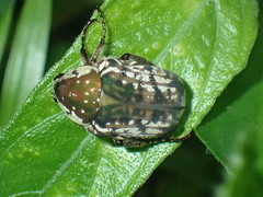 Elaphinis irrorata