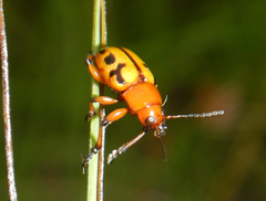 Rhyparida didyma