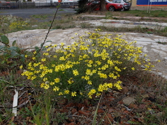 Senecio inaequidens