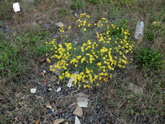 Senecio inaequidens