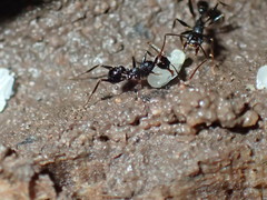 Pheidole foreli