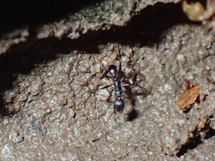 Pheidole foreli
