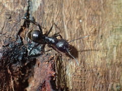 Camponotus arminius