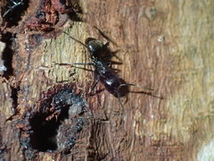 Camponotus arminius