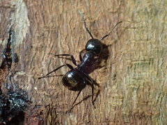 Camponotus arminius