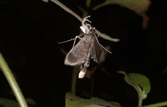 Almonia truncatalis