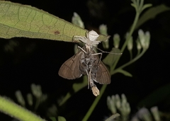 Almonia truncatalis