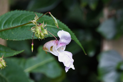 Impatiens glandulifera iNat (3)