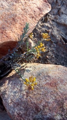 Helichrysum pentzioides
