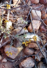 Helichrysum pentzioides