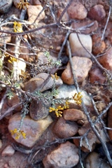 Helichrysum pentzioides