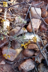 Helichrysum pentzioides