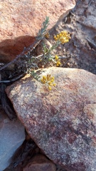 Helichrysum pentzioides