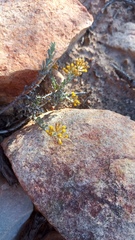 Helichrysum pentzioides
