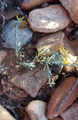 Helichrysum pentzioides