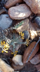Helichrysum pentzioides