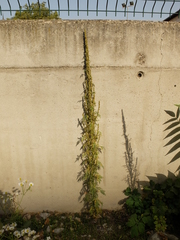 Artemisia tournefortiana