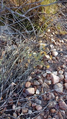Helichrysum pentzioides