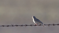 Mirafra javanica