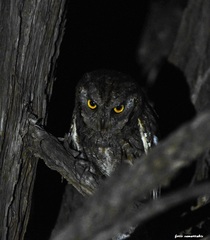 Otus scops cycladum