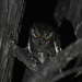 Cycladic Scops Owl - Photo (c) fotis-samaritakis, some rights reserved (CC BY-NC), uploaded by fotis-samaritakis