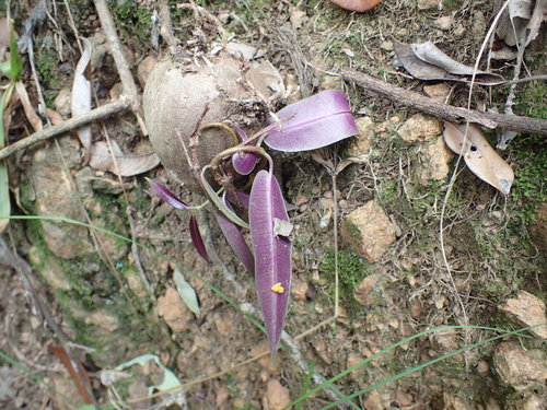 Petopentia natalensis, photograph 2